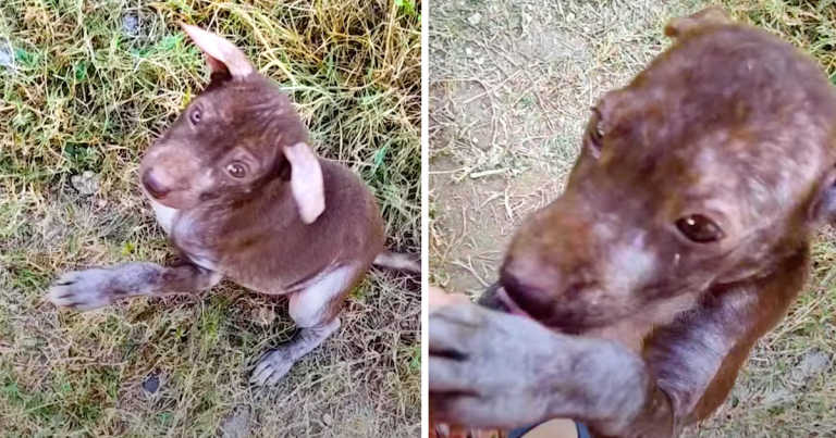 Guy Takes In A Stray Dog With Very Little Fur And A Big Belly