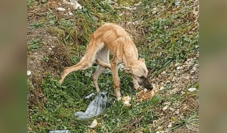 He Found A Scared Dog Who Does Not Count On People At All And Is Extremely Sad