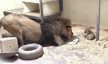 Heart Melting Moment Dad Lion Crouches Down To Meet His Baby Cub For The First Time