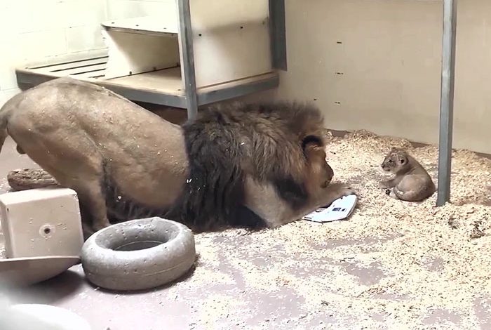 Heart Melting Moment Dad Lion Crouches Down To Meet His Baby Cub For The First Time