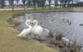 Heartwarming time rescued Swan is reunited with her life long partner!