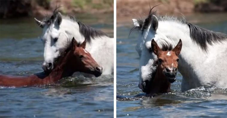 Heartwarming time wild horse rescues young filly from drowning