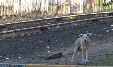Homeless Blue-Eyed Husky Saved From The Tracks Of A Ghost Town