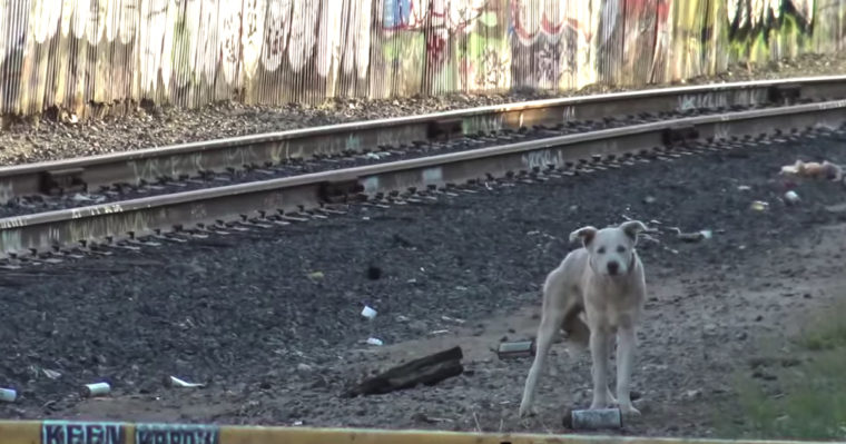 Homeless Blue-Eyed Husky Saved From The Tracks Of A Ghost Town