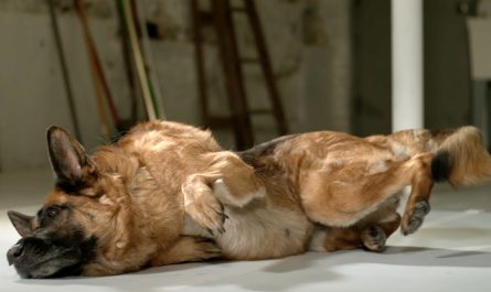 Just How Dogs Get Up So Fast Answered In Slow Motion