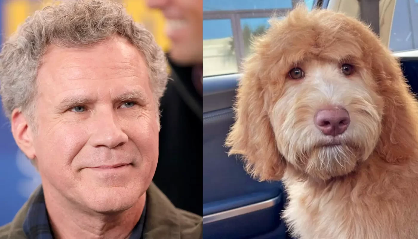 Layla the Goldendoodle Goes Viral For Her Uncanny Resemblance to Will Ferrell