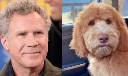Layla the Goldendoodle Goes Viral For Her Uncanny Resemblance to Will Ferrell