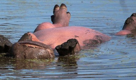 Lazy Sun-Loving Hippo Floats Around While Getting A Tan (9 Pics).
