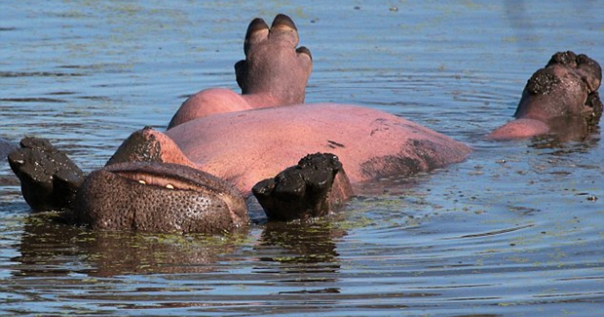 Lazy Sun-Loving Hippo Floats Around While Getting A Tan (9 Pics).
