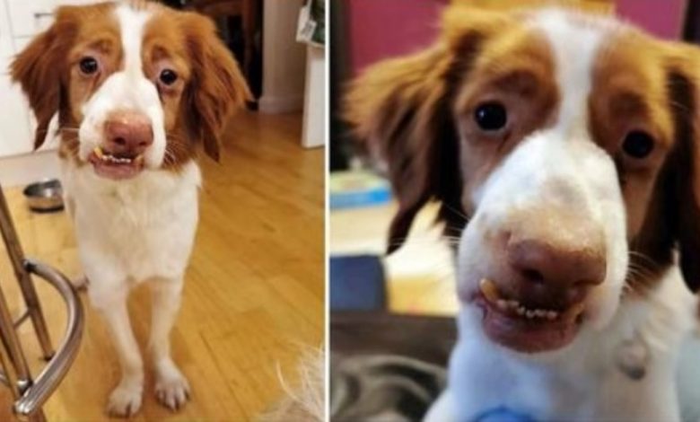 Left With A Wonky Face After Being Badly Abused, He Ached For Love & Acceptance