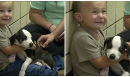 Little Boy's Family Adopts Sanctuary Puppy With The Same Birth Defect As Their Son