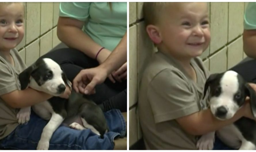 Little Boy’s Family Adopts Sanctuary Puppy With The Same Birth Defect As Their Son