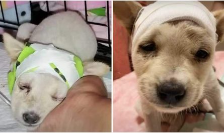 Little Stray Young Puppy With Broken Skull Fights Against All Odds To Live!