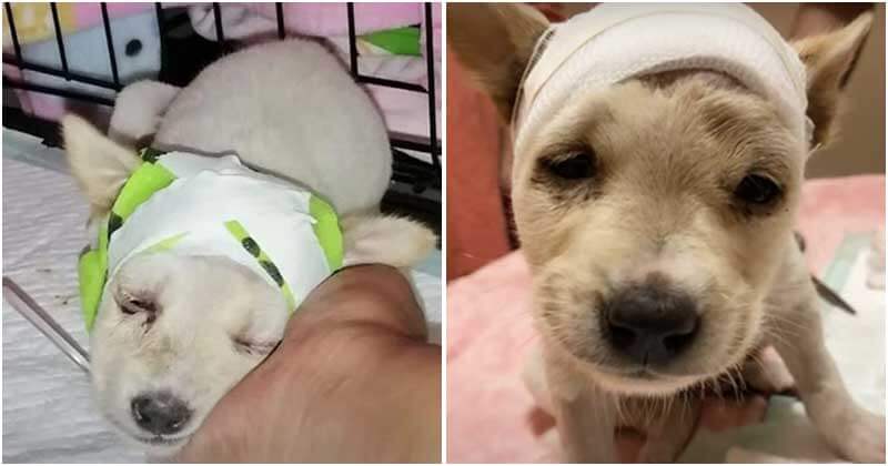 Little Stray Young Puppy With Broken Skull Fights Against All Odds To Live!