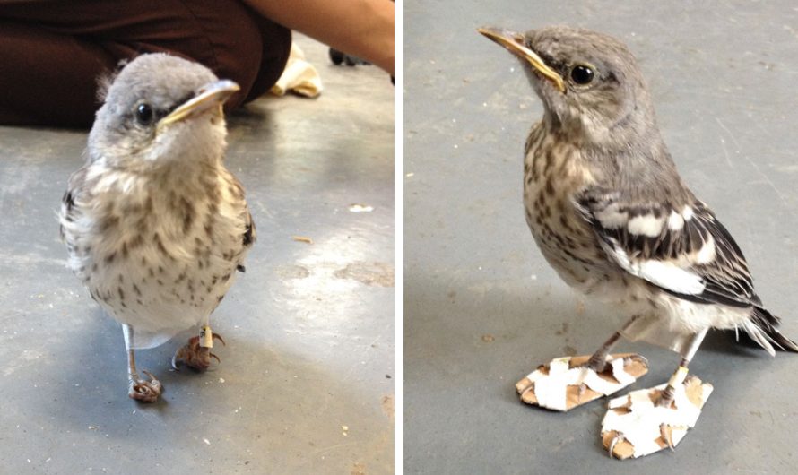 Little Injured Bird Receives Tiny ‘Snowshoes’ To Get Back On Her Adorable Feet