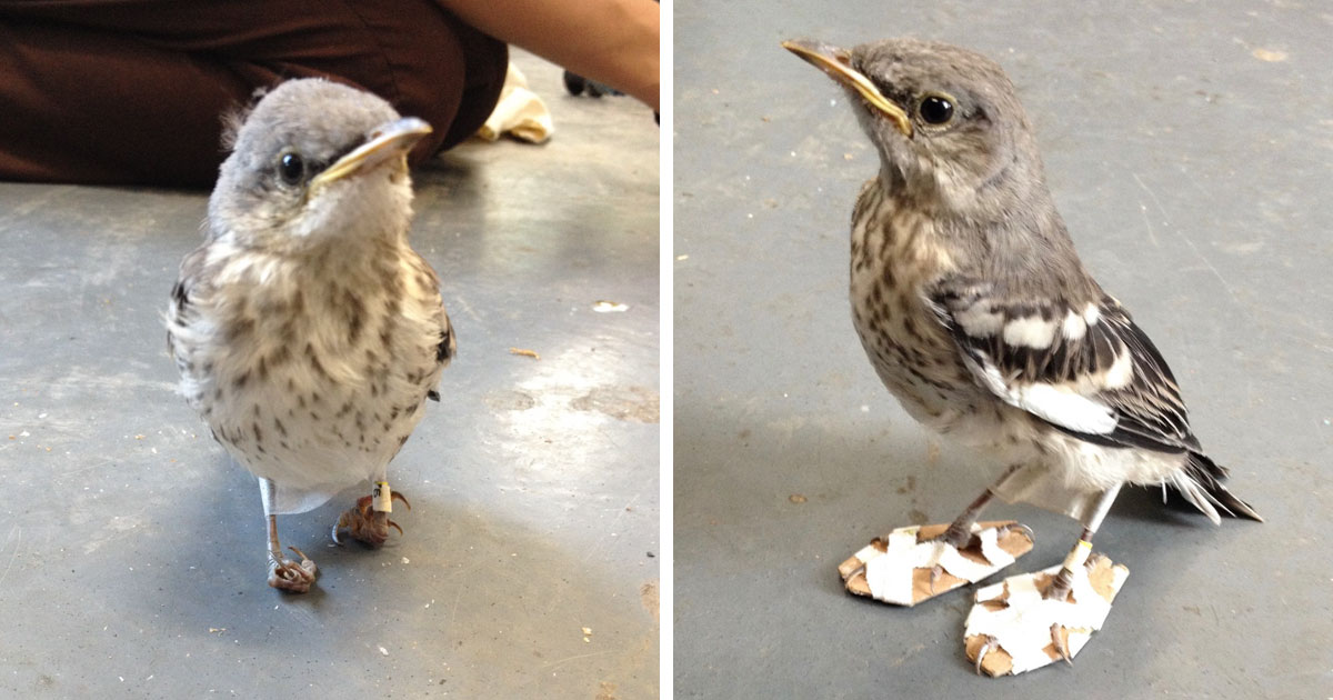 Little Wounded Bird Receives Small 'Snowshoes' To Get Back On Her Adorable Feet