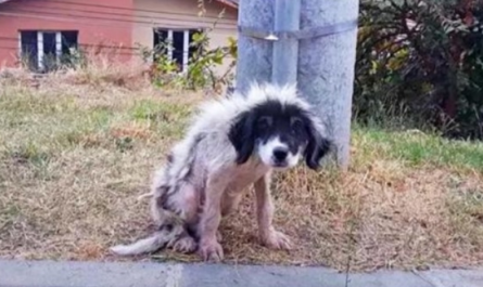 Locked-Out For Being A Nuisance, He Weakened & Lost Fur As He Shivered In Cold