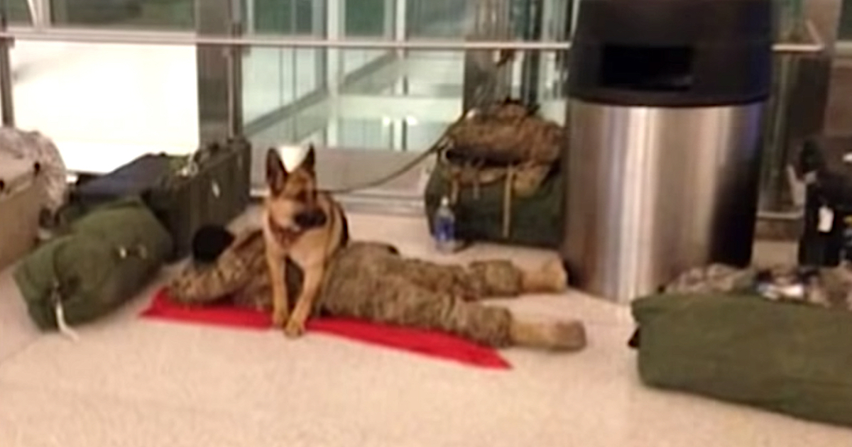 Loyal Dog Takes It Upon Himself To Guard Exhausted Soldier At Airport Terminal