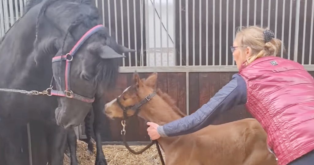 Mama Horse Who Lost Baby Adopts Orphaned Foal