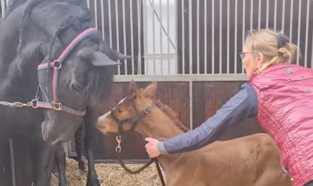 Mama Horse Who Lost Baby Adopts Orphaned Foal