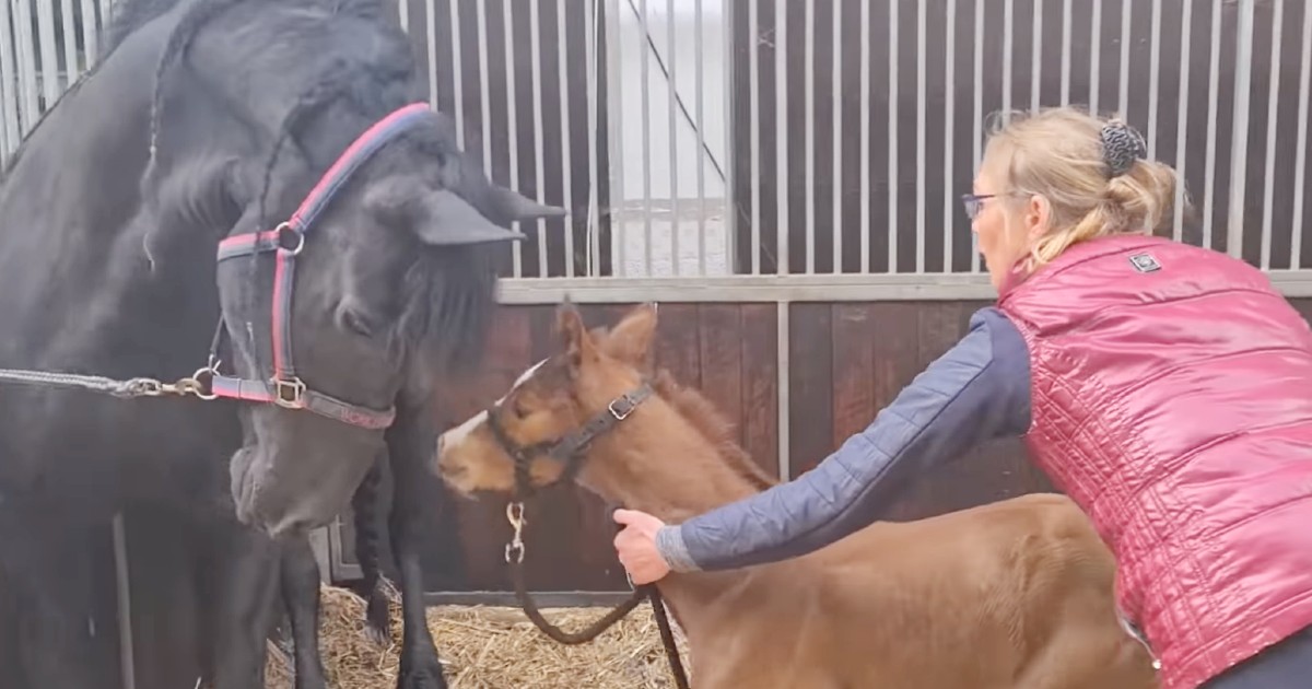Mama Horse Who Lost Baby Adopts Orphaned Foal
