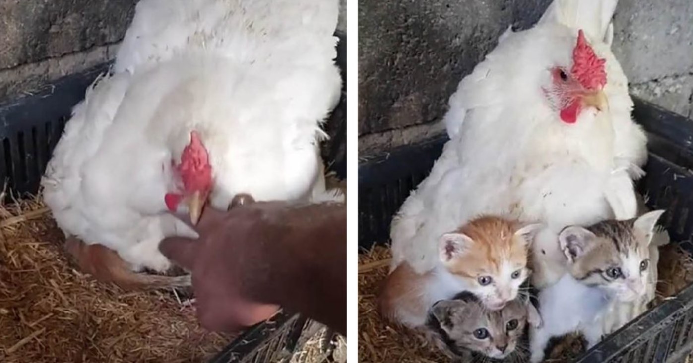 Man Finds His Chicken Looking After Three Orphaned Kittens And Captures It On Video