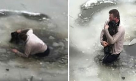 Man Jumped Into Frozen water To Rescue Dog From Sinking In Park