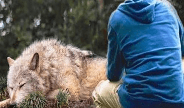 Man Rescues A Wolf Stuck In A Trap, 4 Years Later She Saves His Life