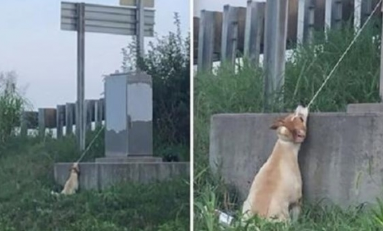 Man Rescues Dog Hanging Near Highway Overpass By Electric Cable