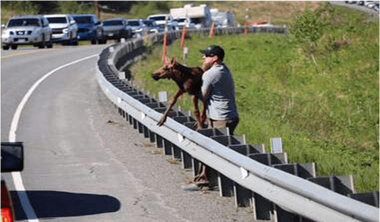 Man helps exhausted baby Moose cross the Road and reunite with Mother!