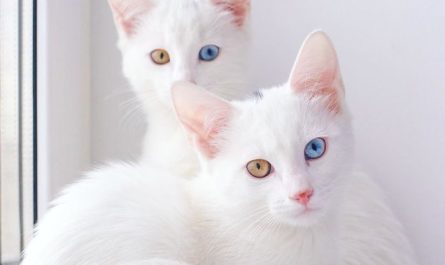 Meet Iriss And Abyss- The Most Cute Twin Cats On The Planet
