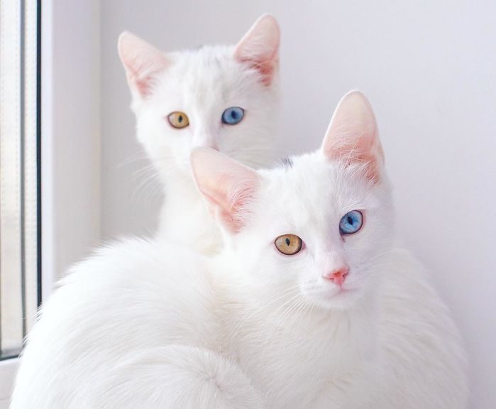 Meet Iriss And Abyss- The Most Cute Twin Cats On The Planet