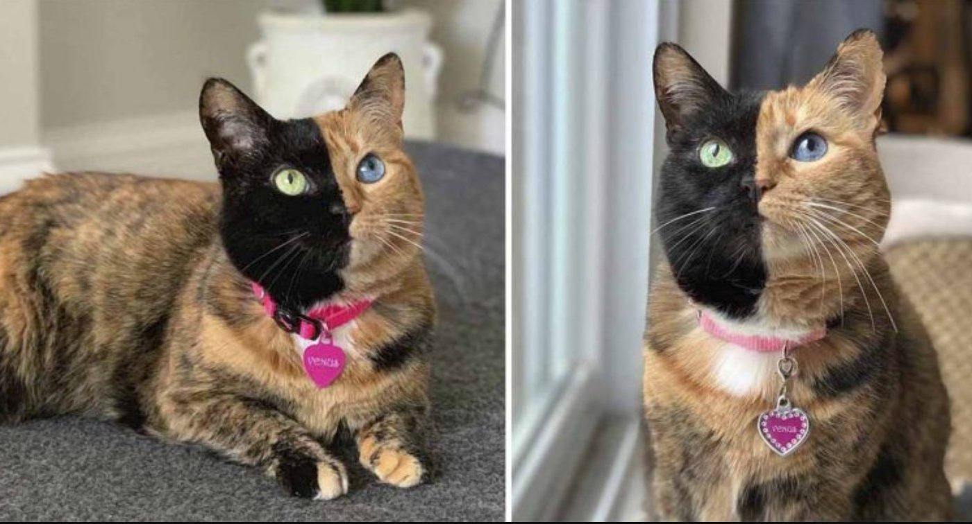 Meet Venus The Gorgeous And Cute Two-faced Cat