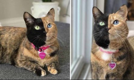 Meet Venus The Gorgeous And Cute Two-faced Cat
