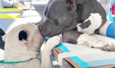 Mom passed away leaving Pit Bro alone, one comforts the other before surgery
