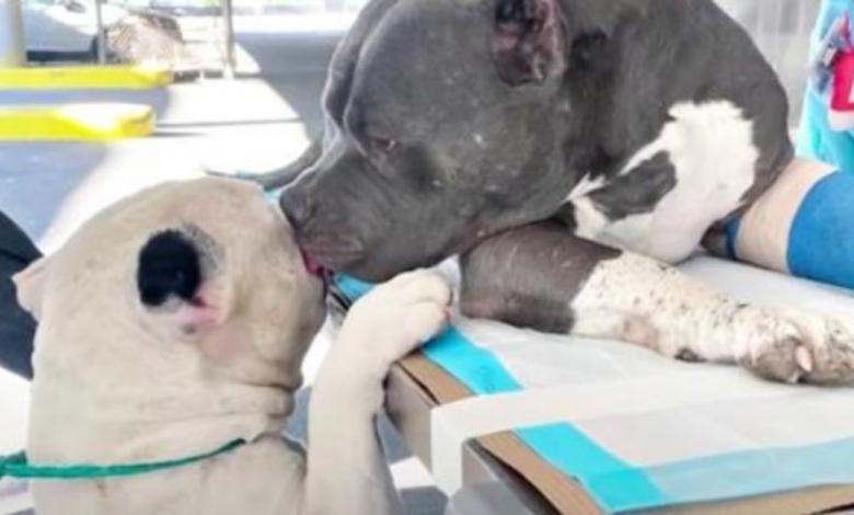 Mom passed away leaving Pit Bro alone, one comforts the other before surgery