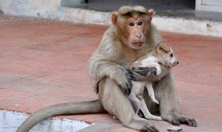 Monkey Adopts A Stray Puppy, Feeds Him, Treatment Him, And Protects Him