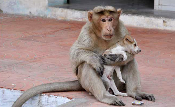 Monkey Adopts A Stray Puppy, Feeds Him, Treatment Him, And Protects Him