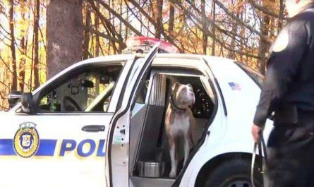 New York's First Pit Bull Police Dog Is Breaking Down Stereotypes For Her Type