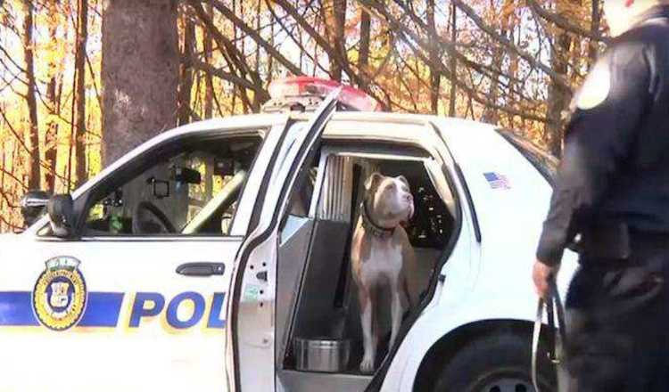 New York’s First Pit Bull Police Dog Is Breaking Down Stereotypes For ...