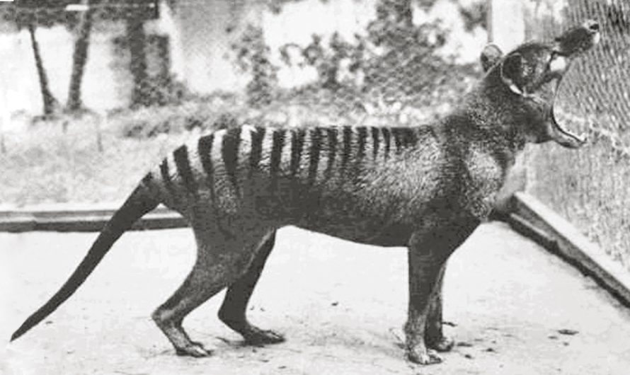 Newly Unearthed Video Footage of the Last Tasmanian Tiger Ever Before Seen Alive