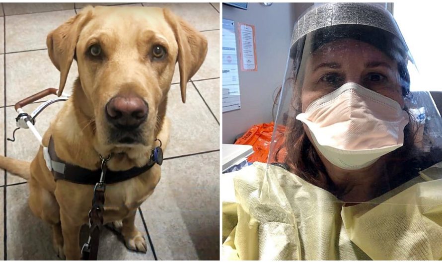 Nurse Goes To Great Lengths To Care For Man’s Guide Dog While He Is In Hospital