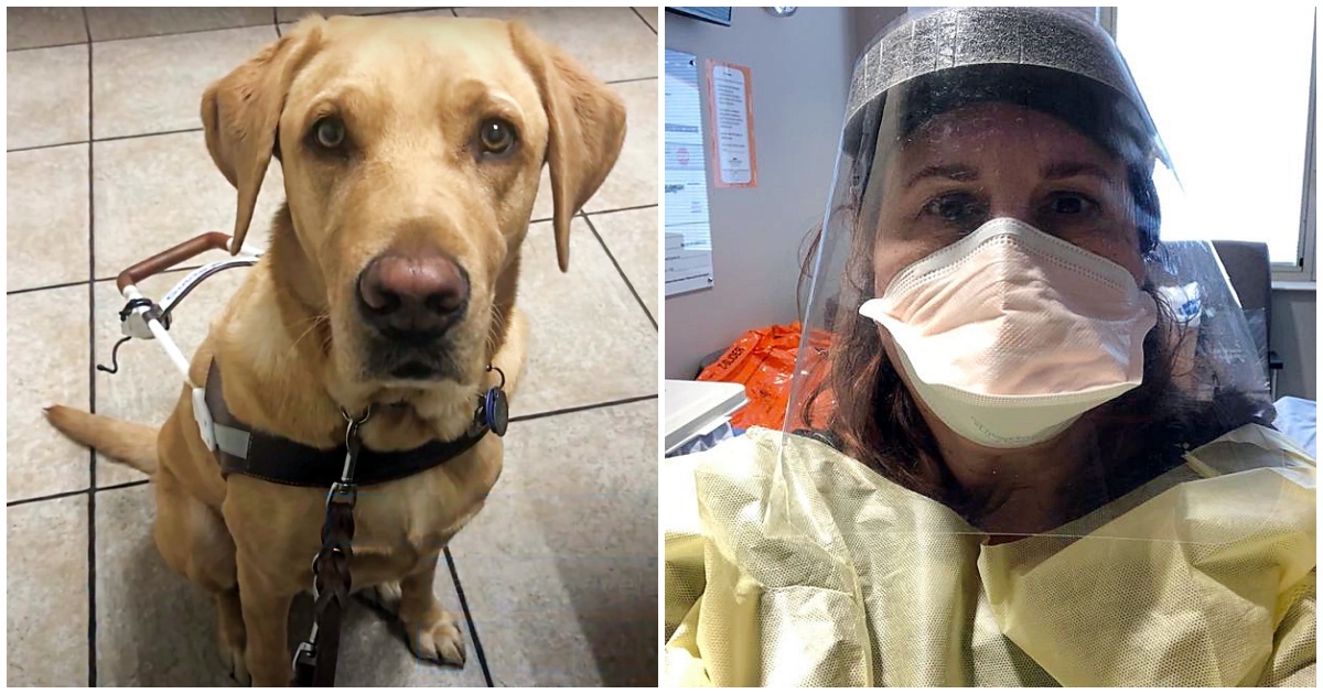 Nurse Goes To Great Lengths To Care For Man's Guide Dog While He Is In Hospital