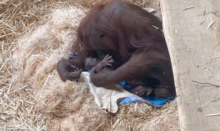 Oregon Zoo welcomes baby orangutan