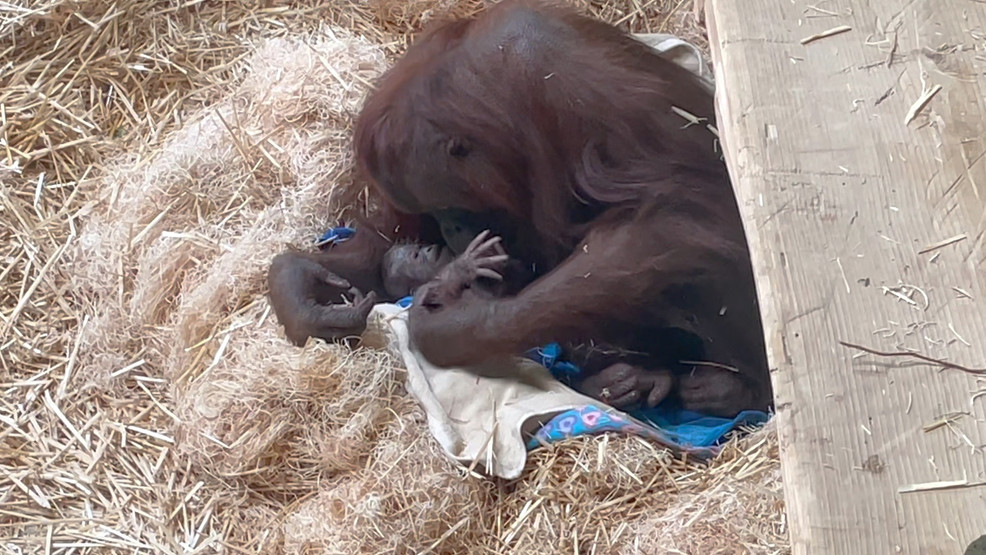 Oregon Zoo welcomes baby orangutan