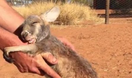 Orphaned Kangaroo joey Indi rejects to let go of her handler