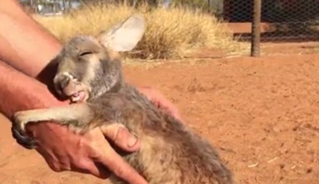 Orphaned Kangaroo joey Indi rejects to let go of her handler