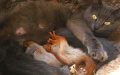 Orphaned baby squirrels locate comfort in an not likely foster cat mom and now they’re inseparable