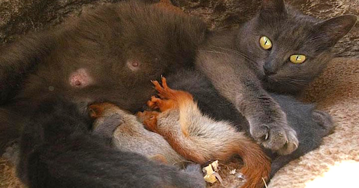 Orphaned baby squirrels locate comfort in an not likely foster cat mom and now they're inseparable