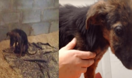 Owner Brings Puppy To Be Euthanized For Not Playing , Rescuers Were Able To Intervene Quickly